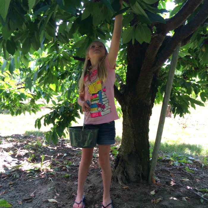 U-pick apples with kids greater Lansing area berries farms older girl, u pick fruit