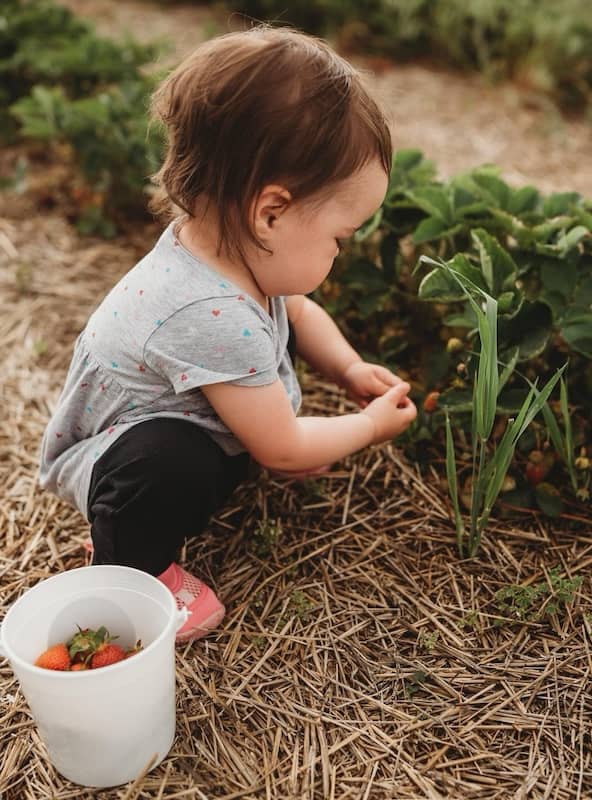 Huhn Strawberry Farm Facebook Photo