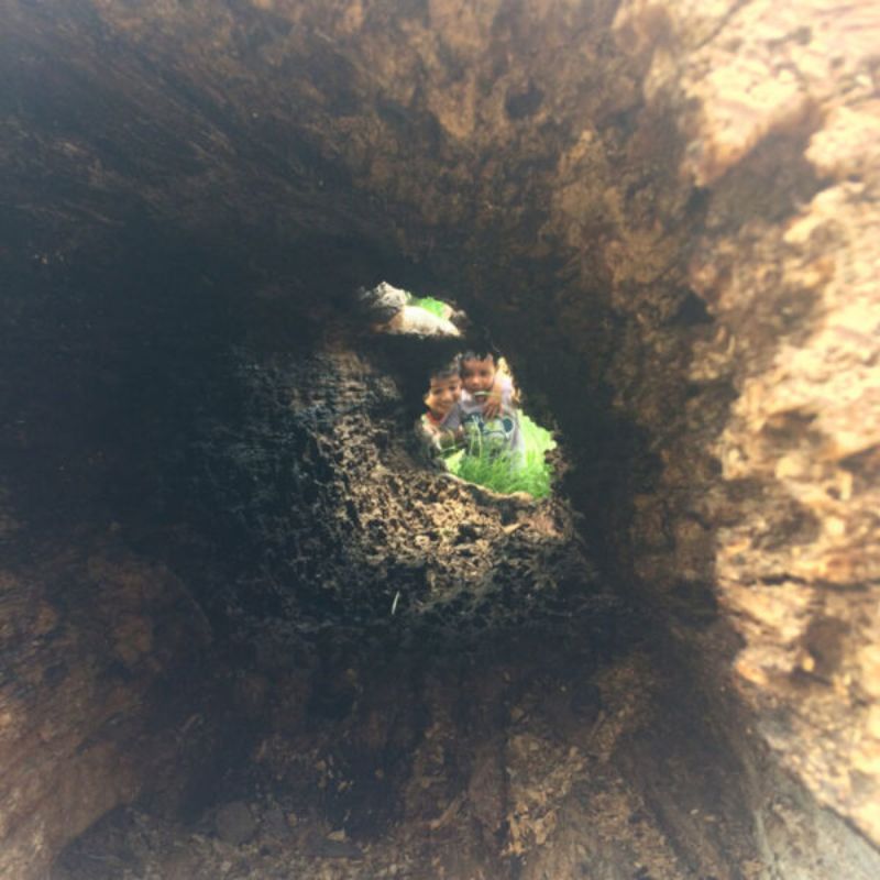 kids looking through log