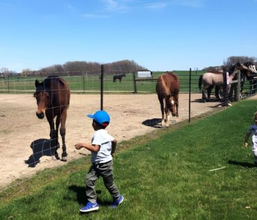 Lansing Spring Break MSU Horse Barns