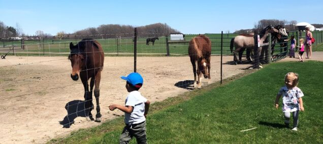 Lansing Spring Break MSU Horse Barns