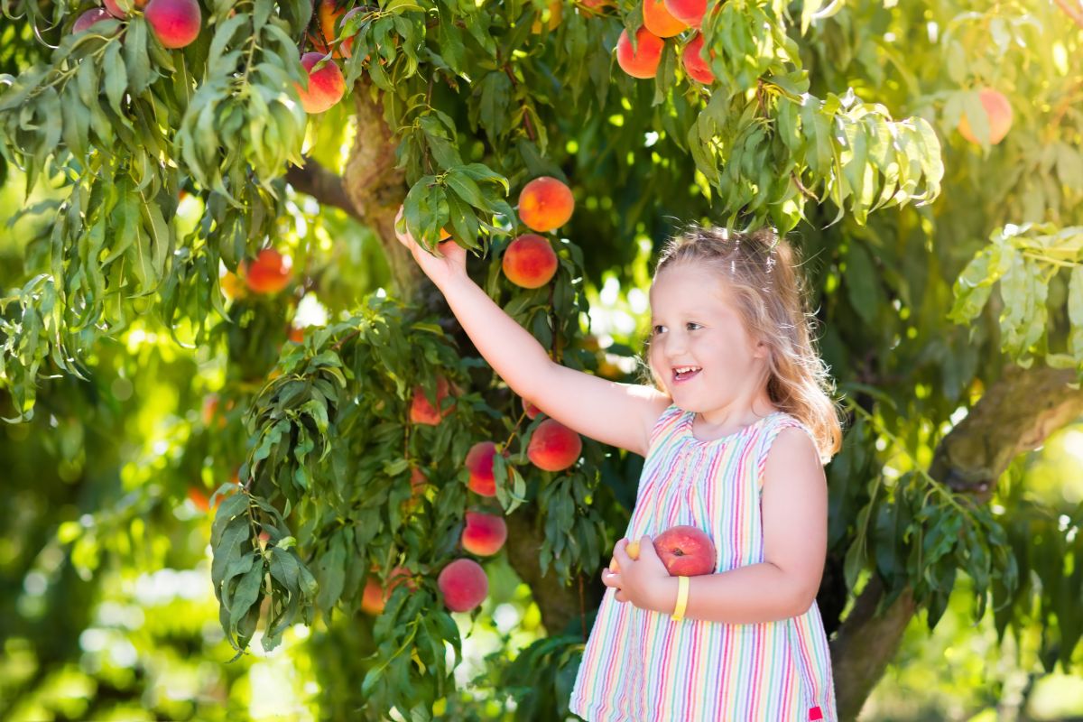 2024 U Pick Fruit Guide: Lansing Area Farms for Strawberries, Blueberries, Apples, Peaches + U Pick Flowers