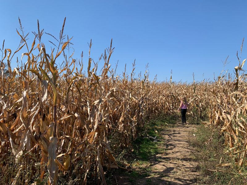 Uncle-Johns-Cider-Mill-Corn-Maze