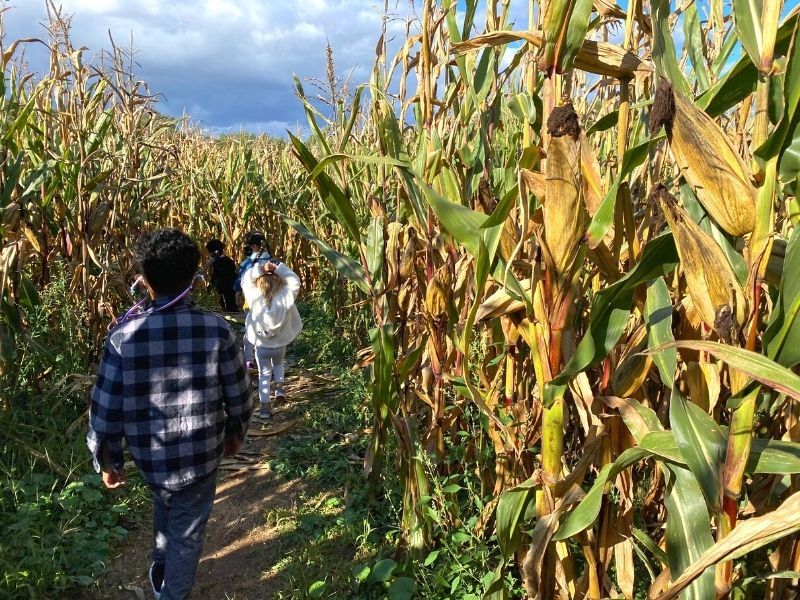 Corn Maze, Lansing, MI