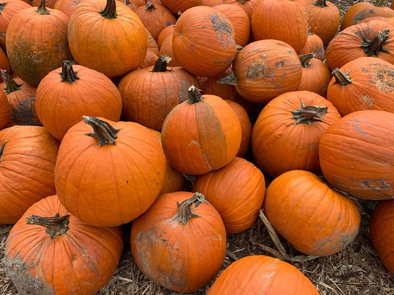 Pumpkin Patch, Lansing, MI