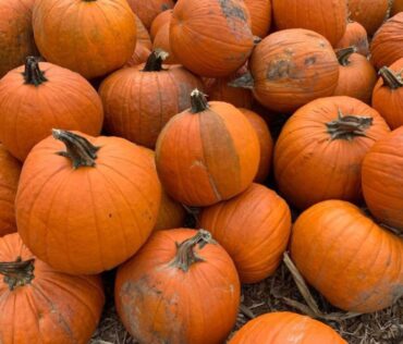 Pile of Pumpkins - Lansing