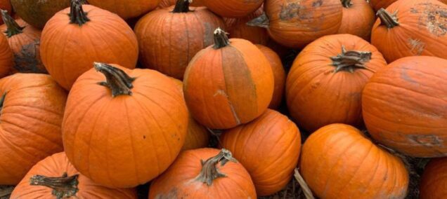 Pile of Pumpkins - Lansing