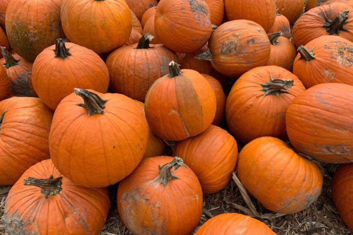 Pile of Pumpkins - Lansing