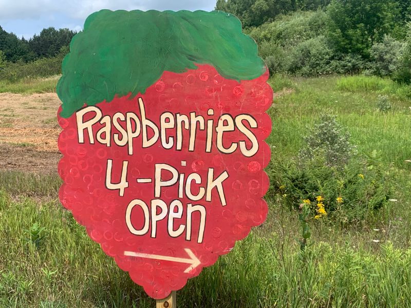 u pick raspberries, raspberry picking