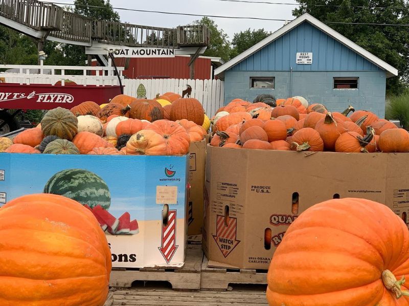 Andy T's Farm Market Pumpkin Selection