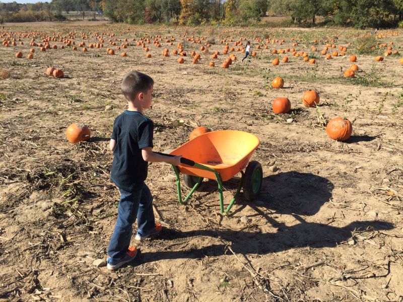 Boy with wheelbarrow in pumpkin patch - Kaschyk