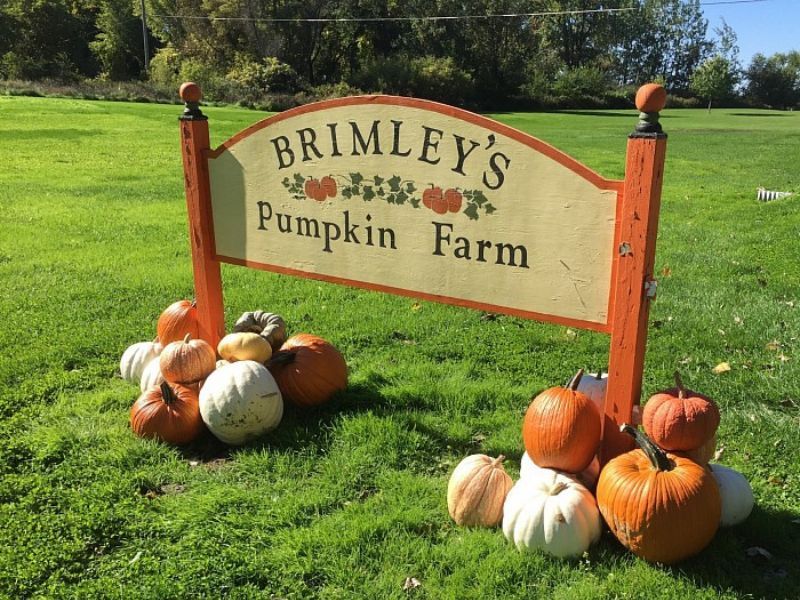 Brimley's Pumpkin Farm - Lansing