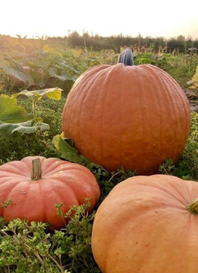 Crane's Pumpkin Patch