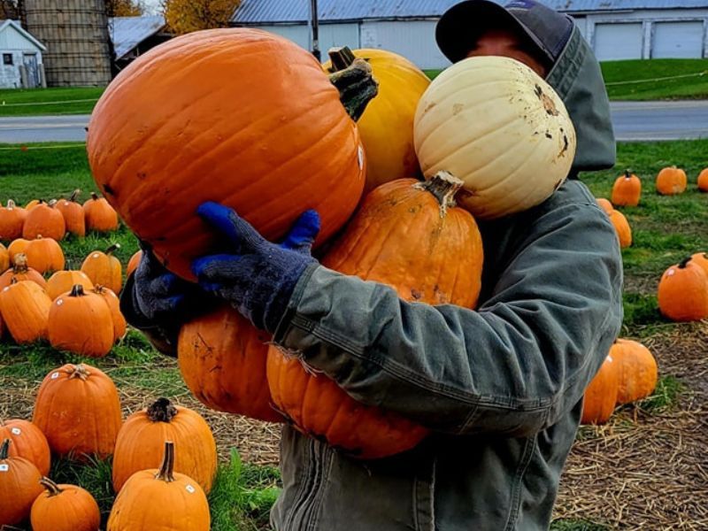  Pumpkin Picking at Heidi's