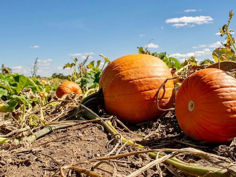 Pumpkins in a Patch