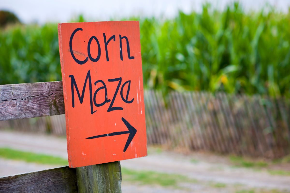 Greater Lansing Area Corn Mazes: 5 Local Spots to Get Lost in This Fall!