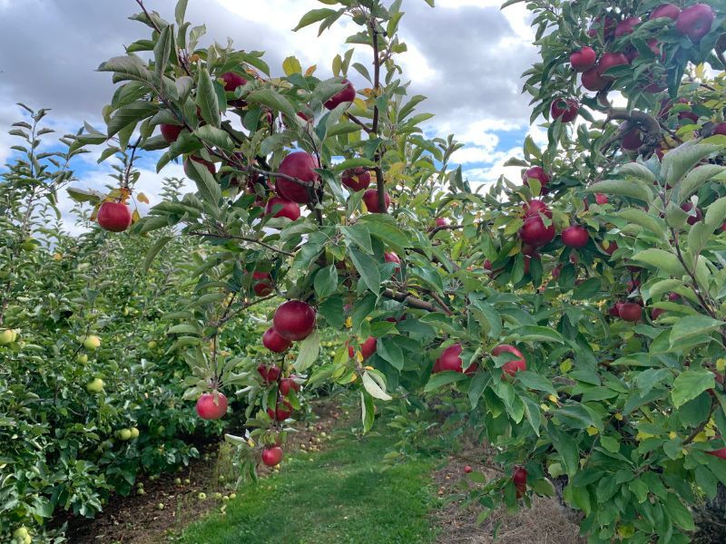 Apple Orchard, Lansing 