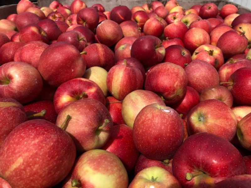 Apples Hanulick Farms, Lansing