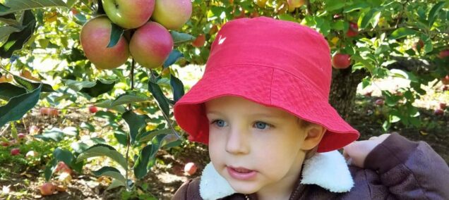 apple picking clearwater orchard