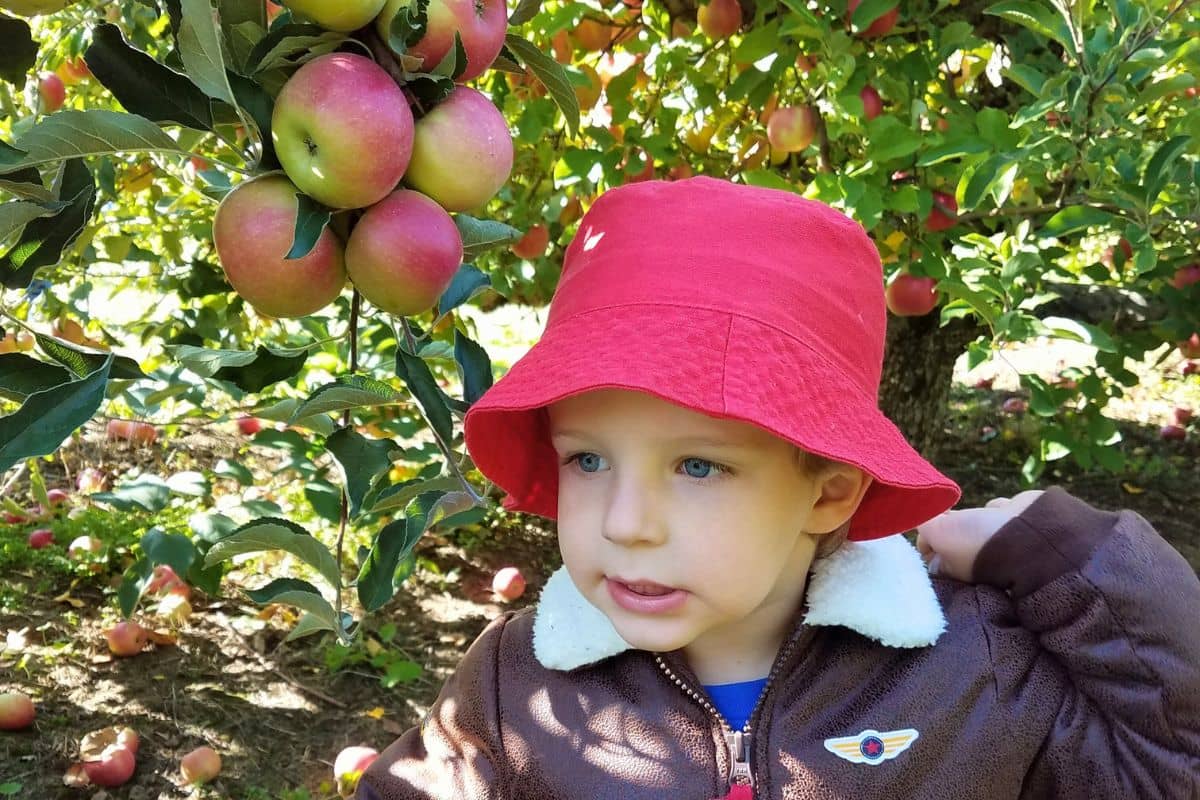 apple picking clearwater orchard