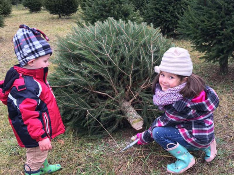 Cutting Down a Christmas Tree Lansing Family Fun