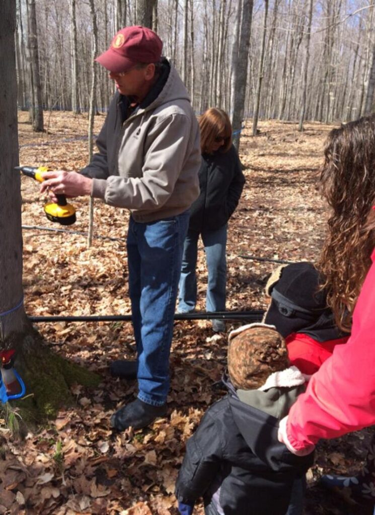 tapping maple tree for maple syrup