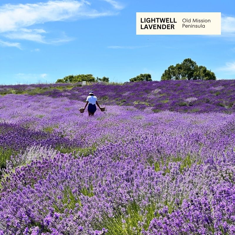 Lightwell Lavender Old Mission Peninsula