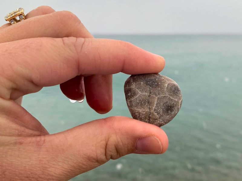 The patterned design on a Petoskey Stone only visible when wet - my fingers were FROZEN taking this photo.