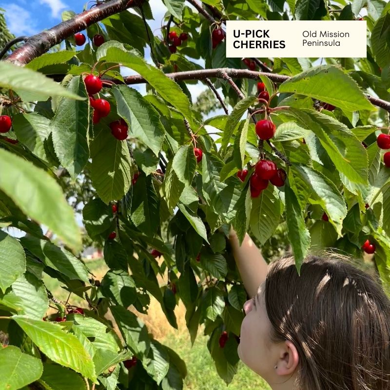 Picking Cherries Traverse City