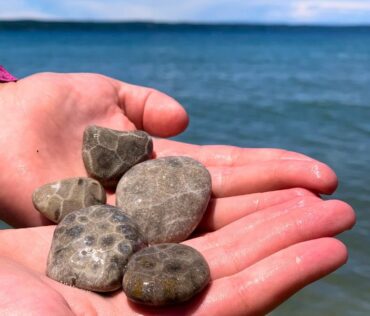hands showing Petoskey Stones