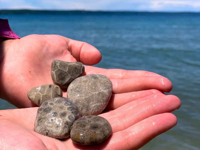 Finding Petoskey Stones in the Wild: 5 Tricks the Locals Use