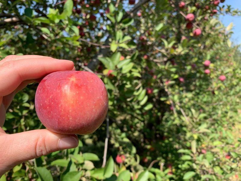 Apple-Picking-Lansing