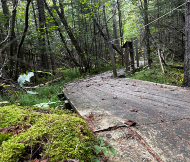 Grass River Natural Area Boardwalk bellaire michigan