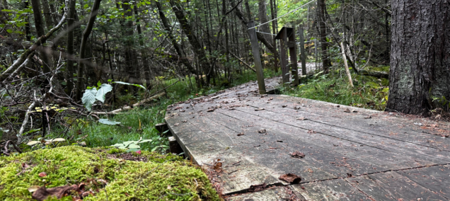 Grass River Natural Area Boardwalk bellaire michigan