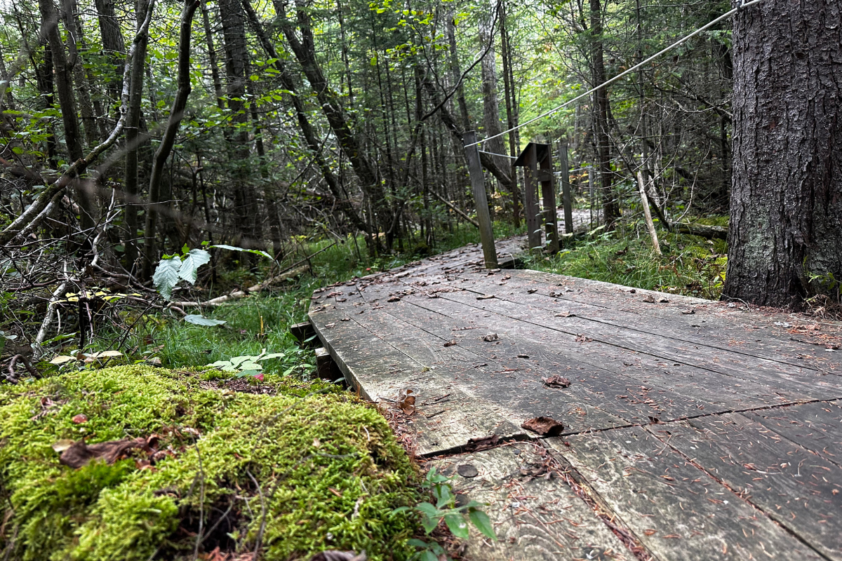 Grass River Natural Area Boardwalk bellaire michigan