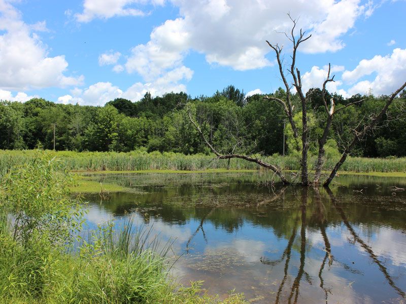Blandford Nature Center GRKids webpage