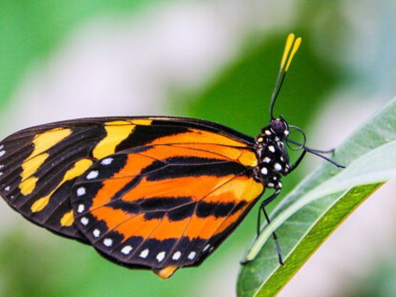 Butterfly at Frederik Meijer Garden LFF