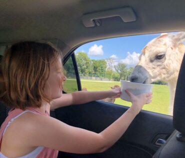 Deer Tracks Junction Drive Thru Safar Car Feeding Animals