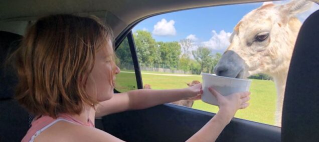 Deer Tracks Junction Drive Thru Safar Car Feeding Animals