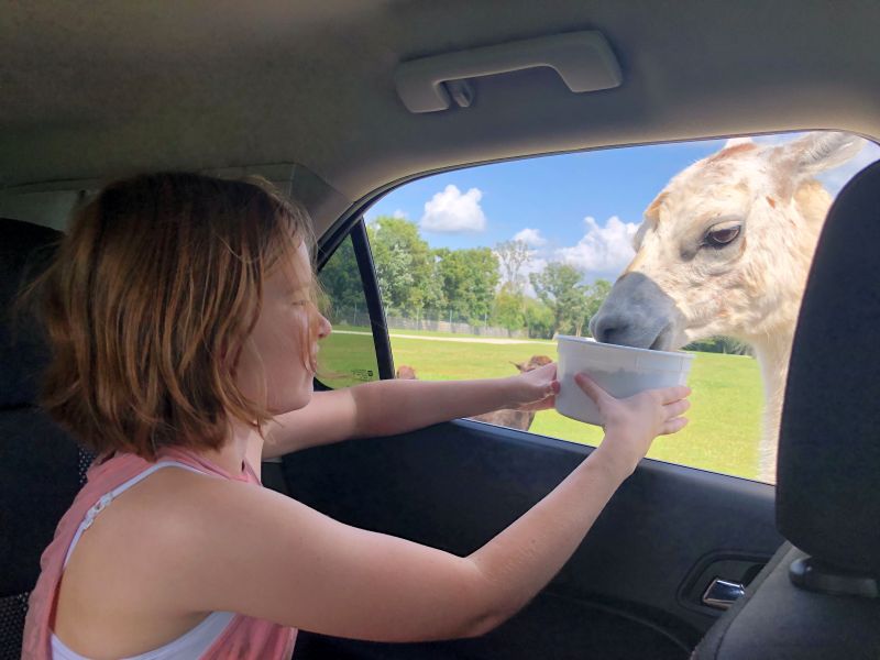 Deer Tracks Junction Drive Thru Safar Car Feeding Animals