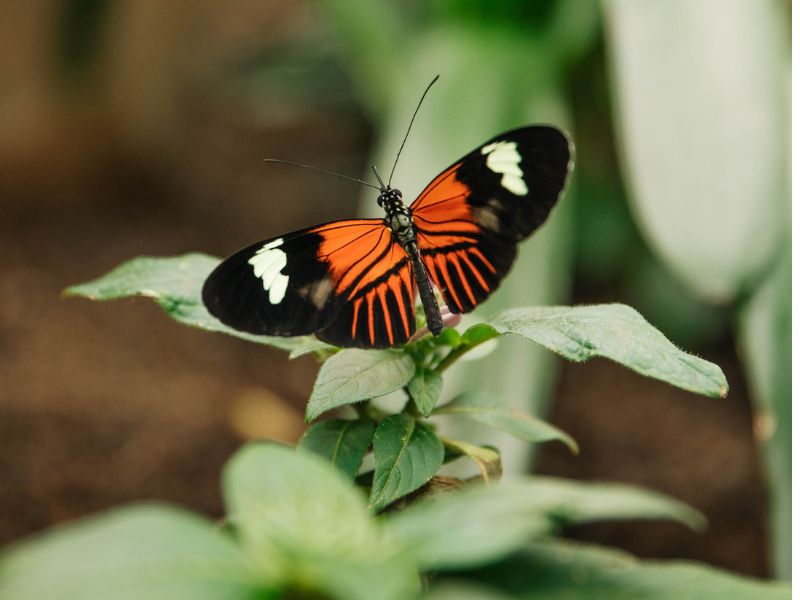 John Ball Zoo Butterflies are Blooming webpage