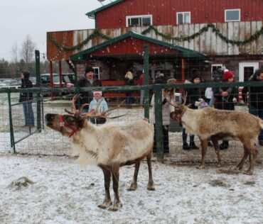 Rooftop Landing Reindeer Farm Reindeer - Facebook