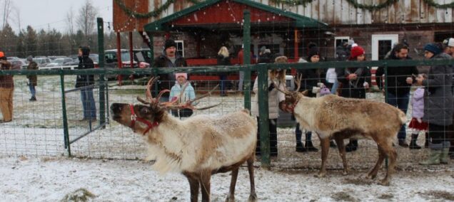 Rooftop Landing Reindeer Farm Reindeer - Facebook