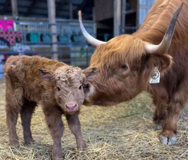 Thunder Acres Highlands Little Momma - Facebook