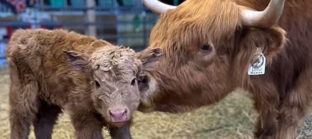 Thunder Acres Highlands Little Momma - Facebook