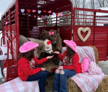 mini mitten acres photo shoot miniature highland cows - Facebook