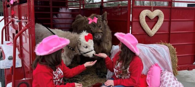mini mitten acres photo shoot miniature highland cows - Facebook
