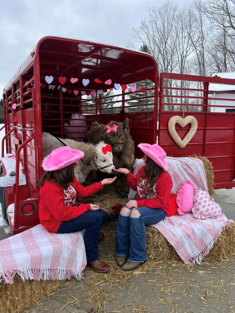 mini mitten acres photo shoot miniature highland cows - Facebook