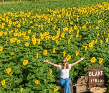 Blake Farm Sunflower Festival in Armada, MI