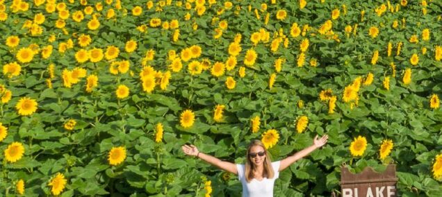 Blake Farm Sunflower Festival in Armada, MI